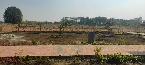 Mango Groves