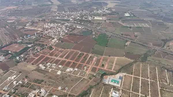 Mango Groves