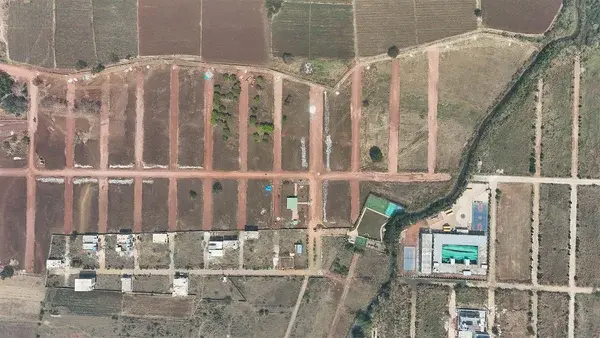 Mango Groves