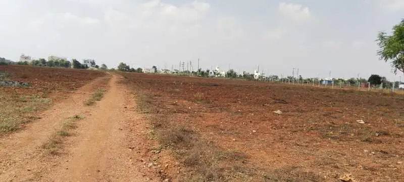 SP Meadows