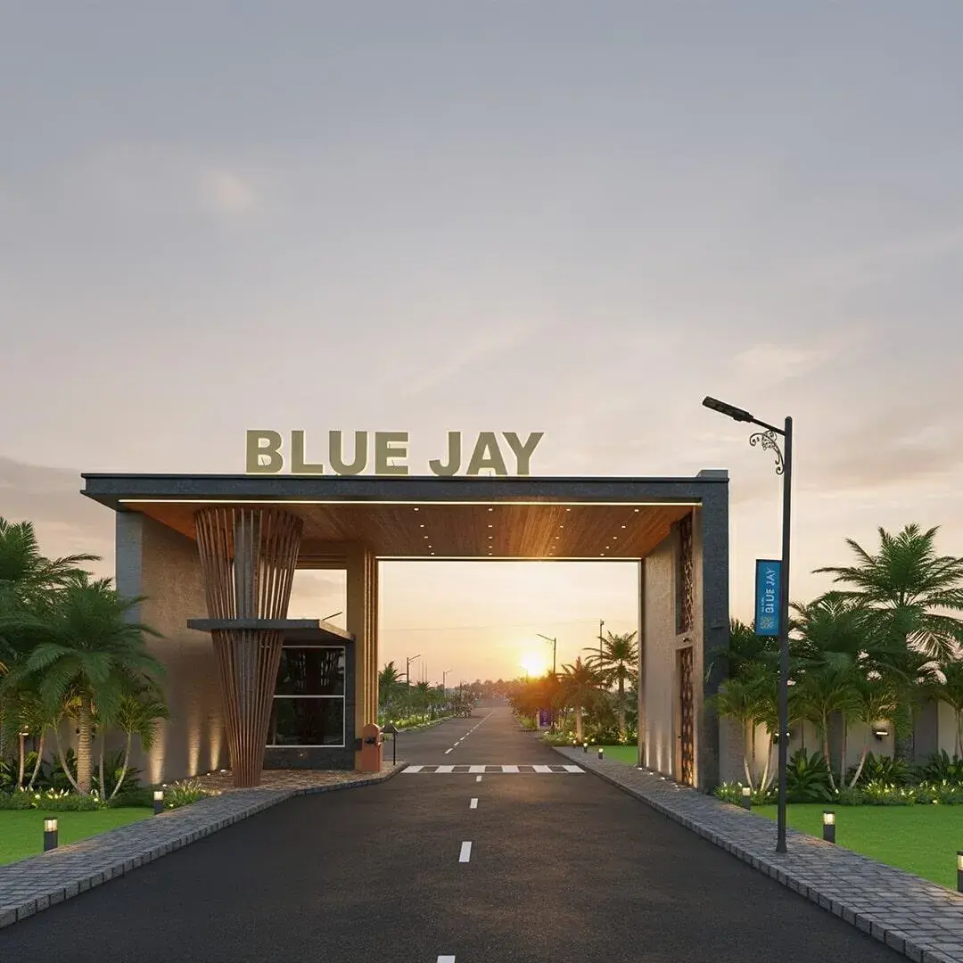 Sri Baby Blue Jay